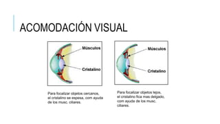 ACOMODACIÓN VISUAL
Para focalizar objetos cercanos,
el cristalino se espesa, com ayuda
de los musc. ciliares.
Para focalizar objetos lejos,
el cristalino fica mas delgado,
com ayuda de los musc.
ciliares.
 