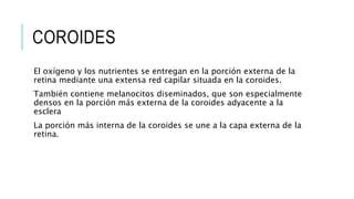 COROIDES
El oxígeno y los nutrientes se entregan en la porción externa de la
retina mediante una extensa red capilar situada en la coroides.
También contiene melanocitos diseminados, que son especialmente
densos en la porción más externa de la coroides adyacente a la
esclera
La porción más interna de la coroides se une a la capa externa de la
retina.
 