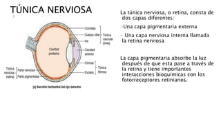La túnica nerviosa, o retina, consta de
dos capas diferentes:
-Una capa pigmentaria externa
- Una capa nerviosa interna llamada
la retina nerviosa
La capa pigmentaria absorbe la luz
después de que esta pase a través de
la retina y tiene importantes
interacciones bioquímicas con los
fotorreceptores retinianos.
TÚNICA NERVIOSA
 
