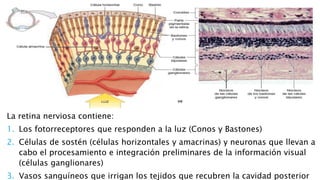 La retina nerviosa contiene:
1. Los fotorreceptores que responden a la luz (Conos y Bastones)
2. Células de sostén (células horizontales y amacrinas) y neuronas que llevan a
cabo el procesamiento e integración preliminares de la información visual
(células ganglionares)
3. Vasos sanguíneos que irrigan los tejidos que recubren la cavidad posterior
 