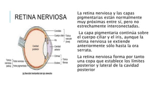 RETINA NERVIOSA
La retina nerviosa y las capas
pigmentarias están normalmente
muy próximas entre sí, pero no
estrechamente interconectadas.
La capa pigmentaria continúa sobre
el cuerpo ciliar y el iris, aunque la
retina nerviosa se extiende
anteriormente sólo hasta la ora
serrata.
La retina nerviosa forma por tanto
una copa que establece los límites
posterior y lateral de la cavidad
posterior
 