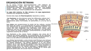 ORGANIZACIÓN RETINIANA
En la retina existen aproximadamente 130 millones de
fotorreceptores, cada uno de los cuales controla una
localización específica de la superficie retiniana. Una imagen
visual deriva del procesamiento de la información
proporcionada por toda la población de receptores.
La capa más externa, la más cercana a la capa pigmentaria,
contiene los receptores visuales.
Existen dos tipos de fotorreceptores: bastones y conos.
Los bastones no discriminan entre los diferentes colores de la
luz , son muy sensibles a la luz y nos permiten ver en
habitaciones poco iluminadas, en penumbra, o a la luz de la
luna.
Los conos nos proporcionan la visión de los colores, existen
tres tipos de conos, y su estimulación en varias combinaciones
nos proporciona la percepción de los diferentes colores. Los
conos nos dan imágenes más definidas, más claras, pero
requieren una luz más intensa que los bastones. Los bastones
y los conos no están repartidos uniformemente a través de la
superficie externa de la retina.
Los bastones y los conos hacen sinapsis con cerca de 6
millones de células bipolares. La estimulación de los bastones
y conos altera su velocidad de liberación de neurotransmisor, y
esto a su vez altera la actividad de las células bipolares.
Las células horizontales a este mismo nivel forman una red que
inhibe o facilita la comunicación entre los receptores visuales y
las células bipolares. Las células bipolares a su vez hacen
sinapsis en la capa de células ganglionares que mira hacia la
cámara vítrea. Las células amacrinas a este nivel modulan la
comunicación entre las células bipolares y ganglionares. Las
células ganglionares son las únicas células de la retina que
generan potenciales de acción hacia el encéfalo.
 