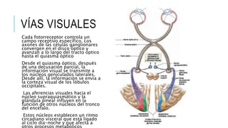 VÍAS VISUALES
Cada fotorreceptor controla un
campo receptivo específico. Los
axones de las células ganglionares
convergen en el disco óptico y
avanzan a lo largo del tracto óptico
hasta el quiasma óptico
Desde el quiasma óptico, después
de una decusación parcial, la
información visual se transmite a
los núcleos geniculados laterales.
Desde allí, la información se envía a
la corteza visual de los lóbulos
occipitales.
Las aferencias visuales hacia el
núcleo supraquiasmático y la
glándula pineal influyen en la
función de otros núcleos del tronco
del encéfalo.
Estos núcleos establecen un ritmo
circadiano visceral que está ligado
al ciclo día-noche y que afecta a
 