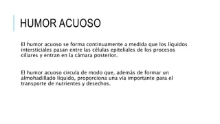HUMOR ACUOSO
El humor acuoso se forma continuamente a medida que los líquidos
intersticiales pasan entre las células epiteliales de los procesos
ciliares y entran en la cámara posterior.
El humor acuoso circula de modo que, además de formar un
almohadillado líquido, proporciona una vía importante para el
transporte de nutrientes y desechos.
 