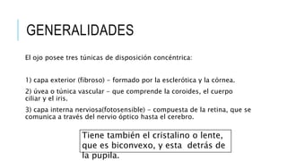 GENERALIDADES
El ojo posee tres túnicas de disposición concéntrica:
1) capa exterior (fibroso) - formado por la esclerótica y la córnea.
2) úvea o túnica vascular - que comprende la coroides, el cuerpo
ciliar y el iris.
3) capa interna nerviosa(fotosensible) - compuesta de la retina, que se
comunica a través del nervio óptico hasta el cerebro.
Tiene también el cristalino o lente,
que es biconvexo, y esta detrás de
la pupila.
 