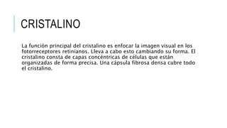 CRISTALINO
La función principal del cristalino es enfocar la imagen visual en los
fotorreceptores retinianos. Lleva a cabo esto cambiando su forma. El
cristalino consta de capas concéntricas de células que están
organizadas de forma precisa. Una cápsula fibrosa densa cubre todo
el cristalino.
 