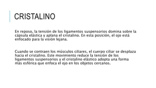 CRISTALINO
En reposo, la tensión de los ligamentos suspensorios domina sobre la
cápsula elástica y aplana el cristalino. En esta posición, el ojo está
enfocado para la visión lejana.
Cuando se contraen los músculos ciliares, el cuerpo ciliar se desplaza
hacia el cristalino. Este movimiento reduce la tensión de los
ligamentos suspensorios y el cristalino elástico adopta una forma
más esférica que enfoca el ojo en los objetos cercanos.
 