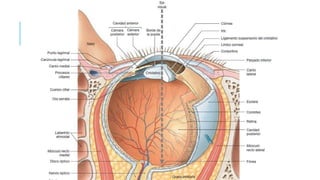 Anatomía del globo ocular