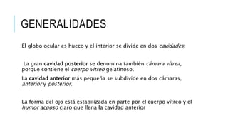 GENERALIDADES
El globo ocular es hueco y el interior se divide en dos cavidades:
La gran cavidad posterior se denomina también cámara vítrea,
porque contiene el cuerpo vítreo gelatinoso.
La cavidad anterior más pequeña se subdivide en dos cámaras,
anterior y posterior.
La forma del ojo está estabilizada en parte por el cuerpo vítreo y el
humor acuoso claro que llena la cavidad anterior
 