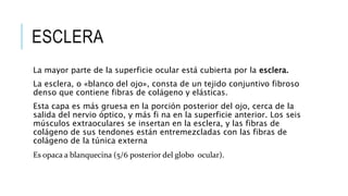 ESCLERA
La mayor parte de la superficie ocular está cubierta por la esclera.
La esclera, o «blanco del ojo», consta de un tejido conjuntivo fibroso
denso que contiene fibras de colágeno y elásticas.
Esta capa es más gruesa en la porción posterior del ojo, cerca de la
salida del nervio óptico, y más fi na en la superficie anterior. Los seis
músculos extraoculares se insertan en la esclera, y las fibras de
colágeno de sus tendones están entremezcladas con las fibras de
colágeno de la túnica externa
Es opaca a blanquecina (5/6 posterior del globo ocular).
 
