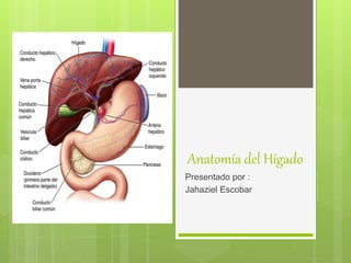 Anatomía del Hígado
Presentado por :
Jahaziel Escobar
 