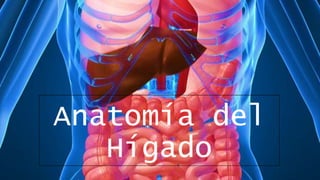 Anatomía del
Hígado

 