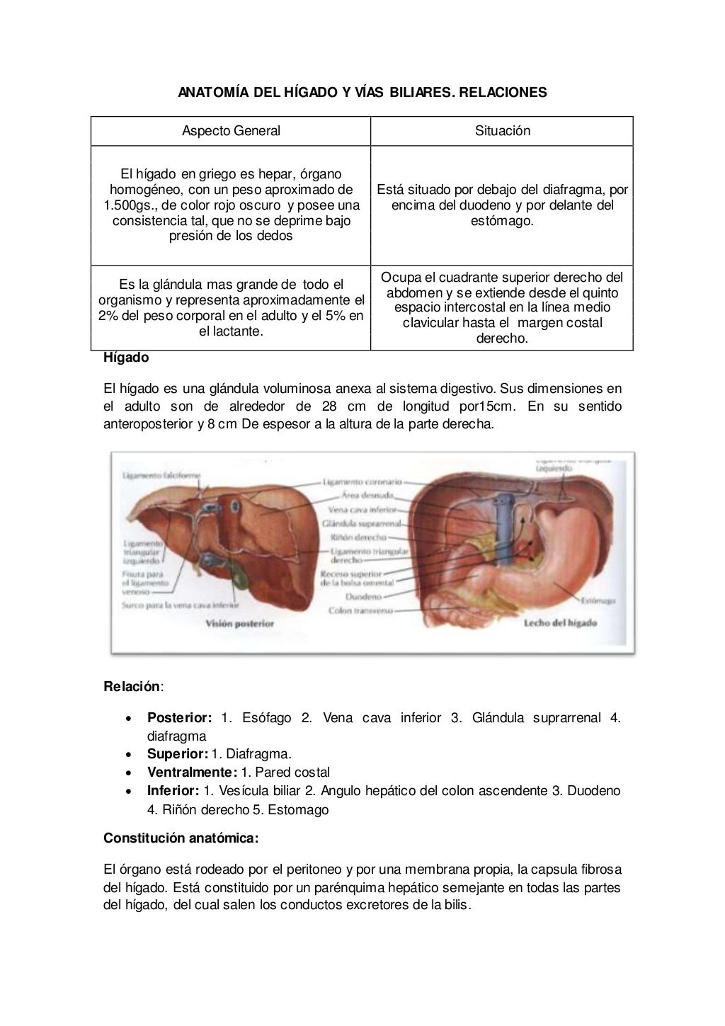 Anatomía del hígado y vías biliares.