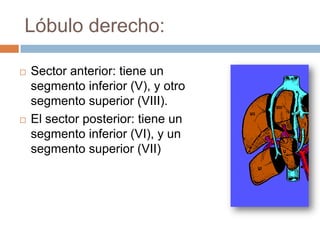 Lóbulo derecho:

   Sector anterior: tiene un
    segmento inferior (V), y otro
    segmento superior (VIII).
   El sector posterior: tiene un
    segmento inferior (VI), y un
    segmento superior (VII)
 