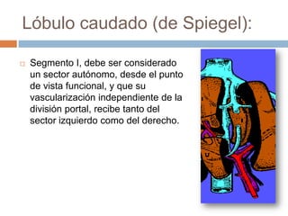 Lóbulo caudado (de Spiegel):

   Segmento I, debe ser considerado
    un sector autónomo, desde el punto
    de vista funcional, y que su
    vascularización independiente de la
    división portal, recibe tanto del
    sector izquierdo como del derecho.
 