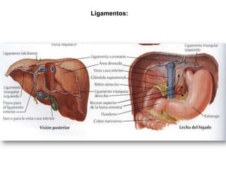 Ligamentos:
 