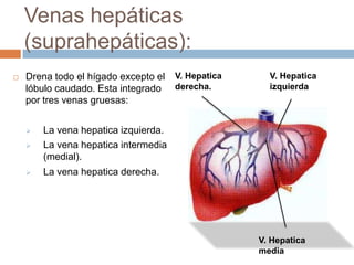 Venas hepáticas
    (suprahepáticas):
   Drena todo el hígado excepto el   V. Hepatica     V. Hepatica
    lóbulo caudado. Esta integrado    derecha.        izquierda
    por tres venas gruesas:


       La vena hepatica izquierda.
       La vena hepatica intermedia
        (medial).
       La vena hepatica derecha.




                                                    V. Hepatica
                                                    media
 