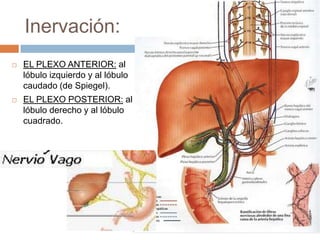 Inervación:
        EL PLEXO ANTERIOR: al
         lóbulo izquierdo y al lóbulo
         caudado (de Spiegel).
        EL PLEXO POSTERIOR: al
         lóbulo derecho y al lóbulo
         cuadrado.




.
.
.
.
.
..
 