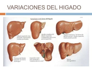 VARIACIONES DEL HIGADO
 