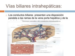 Vías biliares intrahepáticas:
   Los conductos biliares presentan una disposición
    paralela a las ramas de la vena porta hepática y de la
    arteria hepática.
 