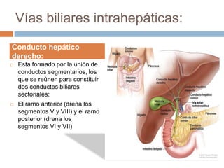 Vías biliares intrahepáticas:
Conducto hepático
derecho:
   Esta formado por la unión de
    conductos segmentarios, los
    que se reúnen para constituir
    dos conductos biliares
    sectoriales:
   El ramo anterior (drena los
    segmentos V y VIII) y el ramo
    posterior (drena los
    segmentos VI y VII)
 