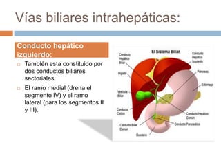 Vías biliares intrahepáticas:
Conducto hepático
izquierdo:
   También esta constituido por
    dos conductos biliares
    sectoriales:
   El ramo medial (drena el
    segmento IV) y el ramo
    lateral (para los segmentos II
    y III).
 