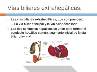 Vías biliares extrahepáticas:
   Las vías biliares extrahepáticas, que comprenden:
     La vía biliar principal y la vía biliar accesoria.

   Los dos conductos hepáticos se unen para formar el
    conducto hepático común, segmento inicial de la vía
    biliar principal.
 