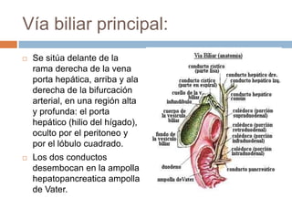 Vía biliar principal:
   Se sitúa delante de la
    rama derecha de la vena
    porta hepática, arriba y ala
    derecha de la bifurcación
    arterial, en una región alta
    y profunda: el porta
    hepático (hilio del hígado),
    oculto por el peritoneo y
    por el lóbulo cuadrado.
   Los dos conductos
    desembocan en la ampolla
    hepatopancreatica ampolla
    de Vater.
 