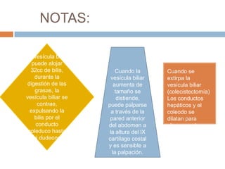 NOTAS:

La vesícula biliar
   puede alojar
  32cc de bilis,         Cuando la      Cuando se
    durante la        vesícula biliar   extirpa la
digestión de las        aumenta de      vesícula biliar
     grasas, la          tamaño se      (colecistectomía)
vesícula biliar se        distiende,    Los conductos
      contrae,       puede palparse     hepáticos y el
  expulsando la       a través de la    coleodo se
    bilis por el      pared anterior    dilatan para
     conducto        del abdomen a      almacenar la
 coleduco hasta      la altura del lX   bilis.
    el dudeono       cartílago costal
                     y es sensible a
                       la palpación.
 
