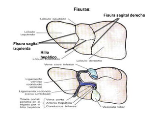 Fisuras:
                                       Fisura sagital derecho




Fisura sagital
izquierda
                 Hilio
                 hepático
 