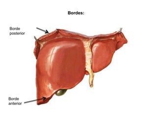 Bordes:


Borde
posterior




Borde
anterior
 