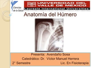 Anatomía del Húmero Presenta:  Avendaño Sosa Catedrático: Dr.  Víctor Manuel Herrera 2° Semestre                                 Lic. En Fisioterapia 