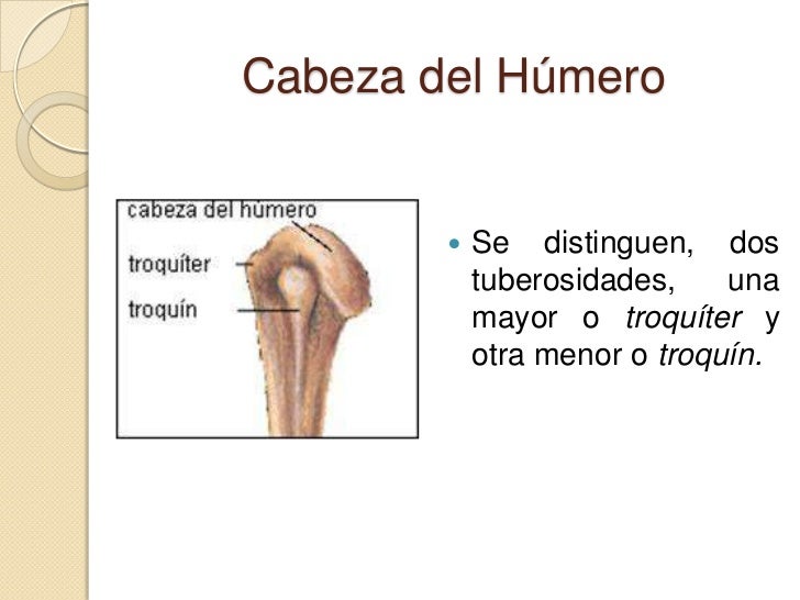 Anatomía del húmero Anatomía del húmero