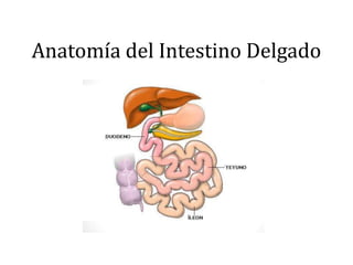 Anatomía del Intestino Delgado
 