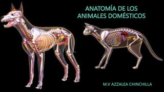 ANATOMÍA DE LOS
ANIMALES DOMÉSTICOS
M.V AZZALEA CHINCHILLA
 