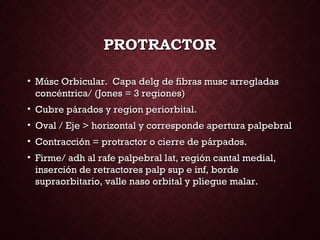 PROTRACTORPROTRACTOR
• Músc Orbicular. Capa delg de fibras musc arregladasMúsc Orbicular. Capa delg de fibras musc arregladas
concéntrica/ (Jones = 3 regiones)concéntrica/ (Jones = 3 regiones)
• Cubre párados y region periorbital.Cubre párados y region periorbital.
• Oval / Eje > horizontal y corresponde apertura palpebralOval / Eje > horizontal y corresponde apertura palpebral
• Contracción = protractor o cierre de párpados.Contracción = protractor o cierre de párpados.
• Firme/ adh al rafe palpebral lat, región cantal medial,Firme/ adh al rafe palpebral lat, región cantal medial,
inserción de retractores palp sup e inf, bordeinserción de retractores palp sup e inf, borde
supraorbitario, valle naso orbital y pliegue malar.supraorbitario, valle naso orbital y pliegue malar.
 