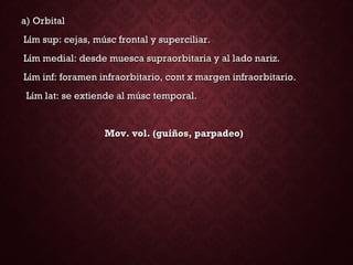 a) Orbitala) Orbital
Lím sup: cejas, músc frontal y superciliar.Lím sup: cejas, músc frontal y superciliar.
Lím medial: desde muesca supraorbitaria y al lado nariz.Lím medial: desde muesca supraorbitaria y al lado nariz.
Lím inf: foramen infraorbitario, cont x margen infraorbitario.Lím inf: foramen infraorbitario, cont x margen infraorbitario.
Lím lat: se extiende al músc temporal.Lím lat: se extiende al músc temporal.
Mov. vol. (guiños, parpadeo)Mov. vol. (guiños, parpadeo)
 