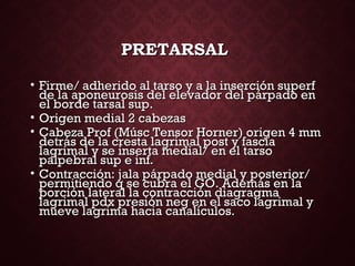 PRETARSALPRETARSAL
• Firme/ adherido al tarso y a la inserción superfFirme/ adherido al tarso y a la inserción superf
de la aponeurosis del elevador del párpado ende la aponeurosis del elevador del párpado en
el borde tarsal sup.el borde tarsal sup.
• Origen medial 2 cabezasOrigen medial 2 cabezas
• Cabeza Prof (Músc Tensor Horner) origen 4 mmCabeza Prof (Músc Tensor Horner) origen 4 mm
detrás de la cresta lagrimal post y fasciadetrás de la cresta lagrimal post y fascia
lagrimal y se inserta medial/ en el tarsolagrimal y se inserta medial/ en el tarso
palpebral sup e inf.palpebral sup e inf.
• Contracción: jala párpado medial y posterior/Contracción: jala párpado medial y posterior/
permitiendo q se cubra el GO. Además en lapermitiendo q se cubra el GO. Además en la
porción lateral la contracción diagragmaporción lateral la contracción diagragma
lagrimal pdx presión neg en el saco lagrimal ylagrimal pdx presión neg en el saco lagrimal y
mueve lagrima hacia canalículos.mueve lagrima hacia canalículos.
 