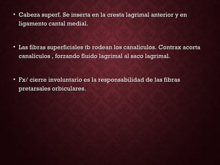 • Cabeza superf. Se inserta en la cresta lagrimal anterior y enCabeza superf. Se inserta en la cresta lagrimal anterior y en
ligamento cantal medial.ligamento cantal medial.
• Las fibras superficiales tb rodean los canalículos.Las fibras superficiales tb rodean los canalículos. Contrax acortaContrax acorta
canalículos , forzando fluido lagrimal al saco lagrimal.canalículos , forzando fluido lagrimal al saco lagrimal.
• Fx/ cierre involuntario es la responsabilidad de las fibrasFx/ cierre involuntario es la responsabilidad de las fibras
pretarsales orbiculares.pretarsales orbiculares.
 