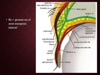 • Es + grueso en elEs + grueso en el
arco marginalarco marginal
lateral/lateral/
 