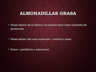 ALMOHADILLAS GRASAALMOHADILLAS GRASA
• Grasa dentro de la órbita y en anexos sirve como cojinetes deGrasa dentro de la órbita y en anexos sirve como cojinetes de
protección.protección.
• Grasa dentro del cono muscular = central o conalGrasa dentro del cono muscular = central o conal
• Fuera = periférica o extraconal.Fuera = periférica o extraconal.
 