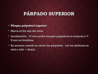 PÁRPADO SUPERIORPÁRPADO SUPERIOR
• Pliegue palpebral superiorPliegue palpebral superior
• Marca el lím sup del tarsoMarca el lím sup del tarso
• Localización: 10 mm arriba margen palpebral en mujeres y 7-Localización: 10 mm arriba margen palpebral en mujeres y 7-
8 mm en hombres.8 mm en hombres.
• Se acentua cuando se abren los párpados. (en los asiáticos noSe acentua cuando se abren los párpados. (en los asiáticos no
está o está + abajo).está o está + abajo).
 