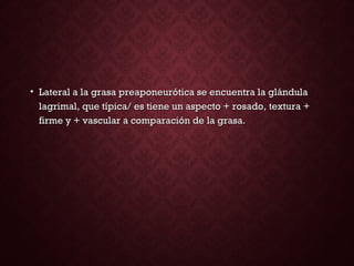 • Lateral a la grasa preaponeurótica se encuentra la glándulaLateral a la grasa preaponeurótica se encuentra la glándula
lagrimal, que típica/ es tiene un aspecto + rosado, textura +lagrimal, que típica/ es tiene un aspecto + rosado, textura +
firme y + vascular a comparación de la grasa.firme y + vascular a comparación de la grasa.
 