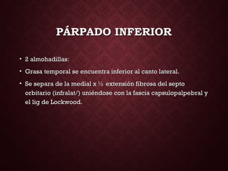 PÁRPADO INFERIORPÁRPADO INFERIOR
• 2 almohadillas:2 almohadillas:
• Grasa temporal se encuentra inferior al canto lateral.Grasa temporal se encuentra inferior al canto lateral.
• Se separa de la medial x ½ extensión fibrosa del septoSe separa de la medial x ½ extensión fibrosa del septo
orbitario (infralat/) uniéndose con la fascia capsulopalpebral yorbitario (infralat/) uniéndose con la fascia capsulopalpebral y
el lig de Lockwood.el lig de Lockwood.
 