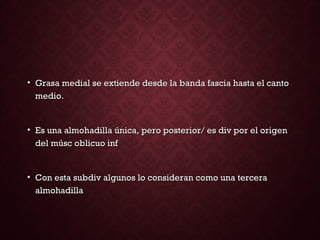 • Grasa medial se extiende desde la banda fascia hasta el cantoGrasa medial se extiende desde la banda fascia hasta el canto
medio.medio.
• Es una almohadilla única, pero posterior/ es div por el origenEs una almohadilla única, pero posterior/ es div por el origen
del músc oblicuo infdel músc oblicuo inf
• Con esta subdiv algunos lo consideran como una terceraCon esta subdiv algunos lo consideran como una tercera
almohadillaalmohadilla
 