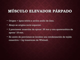 MÚSCULO ELEVADOR PÁRPADOMÚSCULO ELEVADOR PÁRPADO
• Origen = ápex órbita x arriba anillo de Zinn.Origen = ápex órbita x arriba anillo de Zinn.
• Abajo se origina recto superior.Abajo se origina recto superior.
• 2 porciones: muscular de aprox/ 36 mm y una aponeurótica de2 porciones: muscular de aprox/ 36 mm y una aponeurótica de
aprox/ 18 mm.aprox/ 18 mm.
• En unión de porciones se localiza una condensación de tejidoEn unión de porciones se localiza una condensación de tejido
conectivo = lig transverso de Whitnall,conectivo = lig transverso de Whitnall,
 