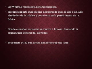 • Lig Whitnall representa zona transicional.Lig Whitnall representa zona transicional.
• Fx como soporte suspensorio del párpado sup; se une x un ladoFx como soporte suspensorio del párpado sup; se une x un lado
alrededor de la tróclea y por el otro en la pared lateral de laalrededor de la tróclea y por el otro en la pared lateral de la
órbita.órbita.
• Donde elevador horizontal se vuelve + fibroso, formando laDonde elevador horizontal se vuelve + fibroso, formando la
aponeurosis vertical del elevador.aponeurosis vertical del elevador.
• Se localiza 14-20 mm arriba del borde sup del tarso.Se localiza 14-20 mm arriba del borde sup del tarso.
 