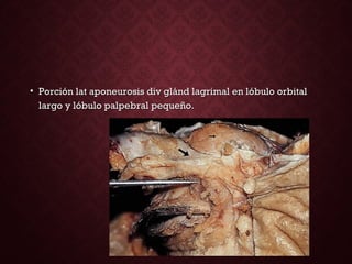 • Porción lat aponeurosis div glánd lagrimal en lóbulo orbitalPorción lat aponeurosis div glánd lagrimal en lóbulo orbital
largo y lóbulo palpebral pequeño.largo y lóbulo palpebral pequeño.
 
