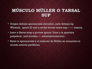MÚSCULO MÜLLER O TARSALMÚSCULO MÜLLER O TARSAL
SUPSUP
• Origen debajo aponeurosis elevador, justo debajo ligOrigen debajo aponeurosis elevador, justo debajo lig
Whitnall, aprox 22 mm x arriba borde tarsal sup ------ inserta.Whitnall, aprox 22 mm x arriba borde tarsal sup ------ inserta.
• Inerv x fibras simp y provee aprox/ 2mm a la aperturaInerv x fibras simp y provee aprox/ 2mm a la apertura
palpebral. (enf tiroidea --- sobreestimulación).palpebral. (enf tiroidea --- sobreestimulación).
• Entre la aponeurosis y el músculo de Müller se encuentra laEntre la aponeurosis y el músculo de Müller se encuentra la
arcada arterial periféricaarcada arterial periférica
 