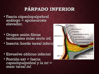 PÁRPADO INFERIORPÁRPADO INFERIOR
• Fascia cápsulopalpebralFascia cápsulopalpebral
análogo = aponeurosisanálogo = aponeurosis
elevador.elevador.
• Origen unión fibrasOrigen unión fibras
terminales músc recto inf.terminales músc recto inf.
• Inserta: borde tarsal inferiorInserta: borde tarsal inferior
• Envuelve oblicuo inferiorEnvuelve oblicuo inferior
• Porción ext = fasciaPorción ext = fascia
capsulopalpebral y la int =capsulopalpebral y la int =
musc tarsal inf.musc tarsal inf.
 